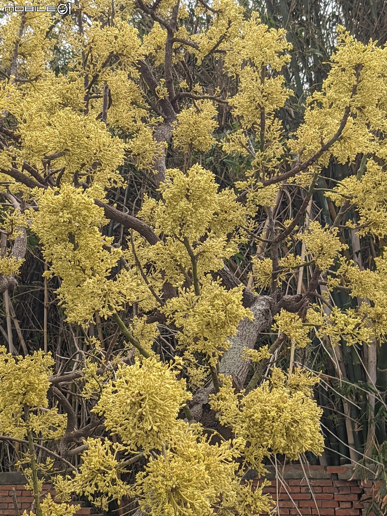 黃花風鈴木 台南市東區林森路二段 03/15