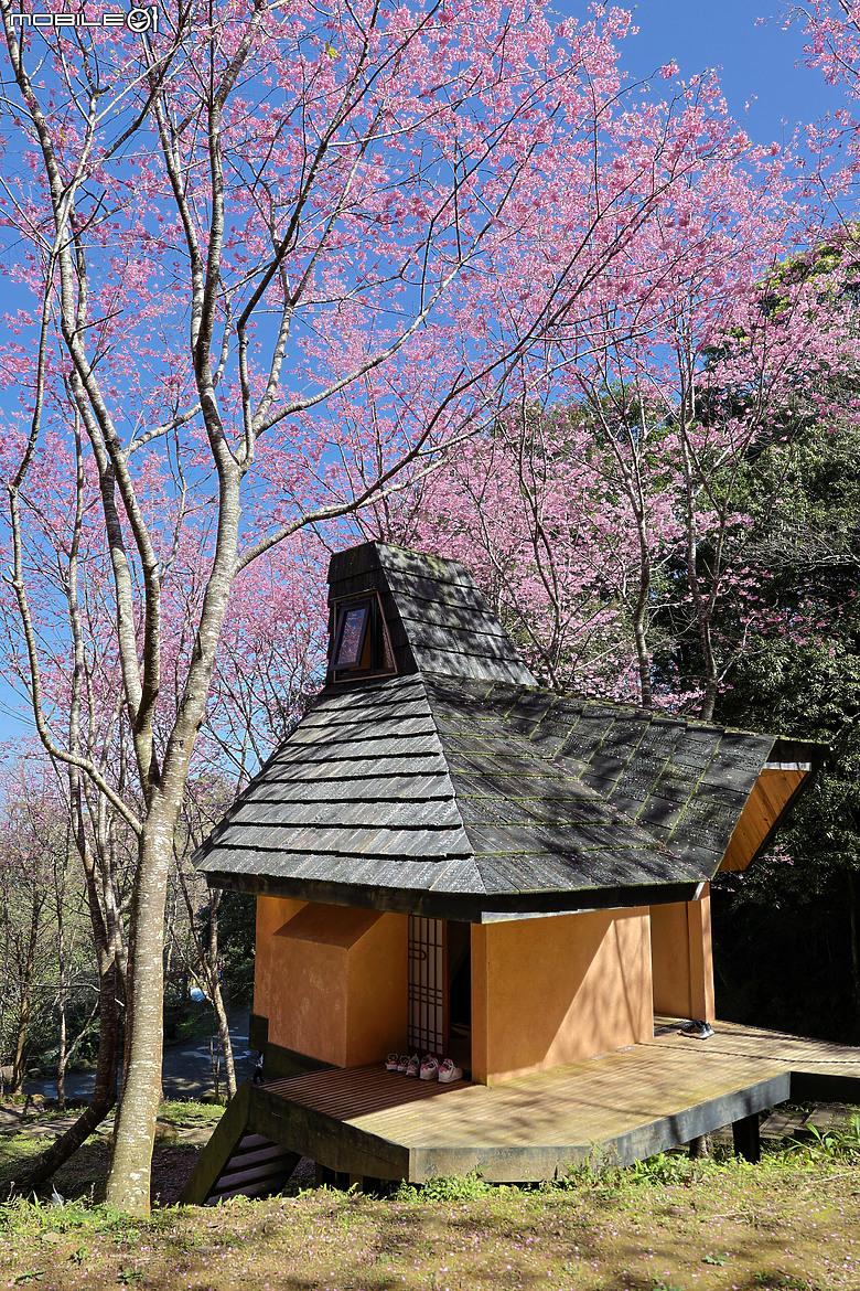 用RF24mm f/1.4L VCM拍下粉紅櫻花林，超夢幻！