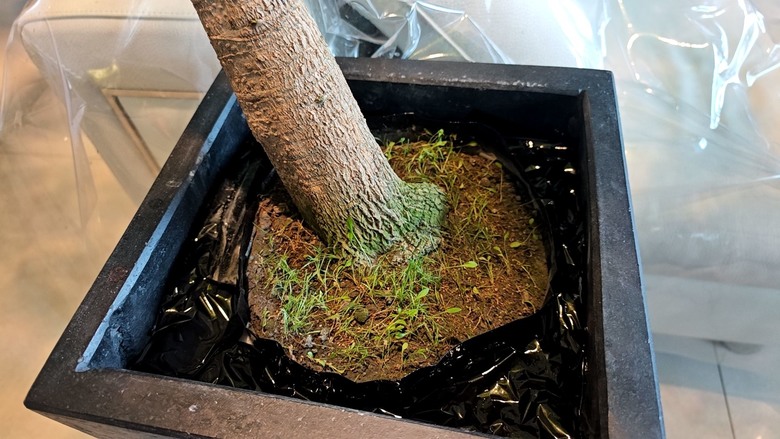 [分享] 盆栽綠化再綠化 - 苔蘚初體驗