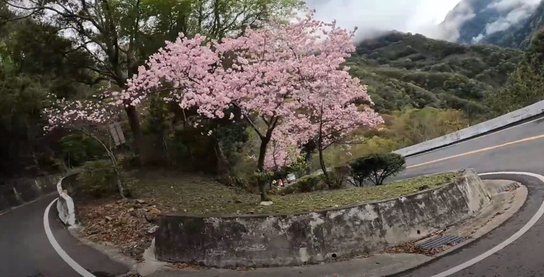 2025 櫻花勇士 - 挑戰極限 馳騁櫻花海
