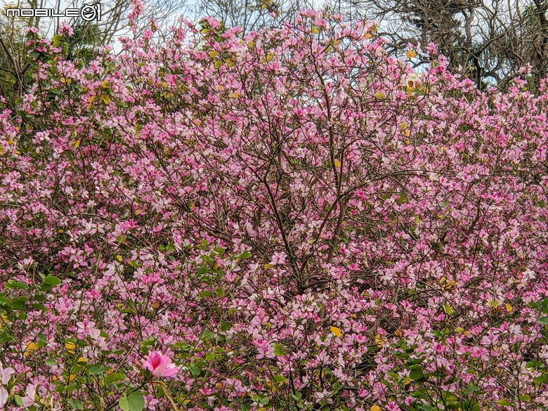 黃花風鈴木 台南市東區林森路二段 03/15