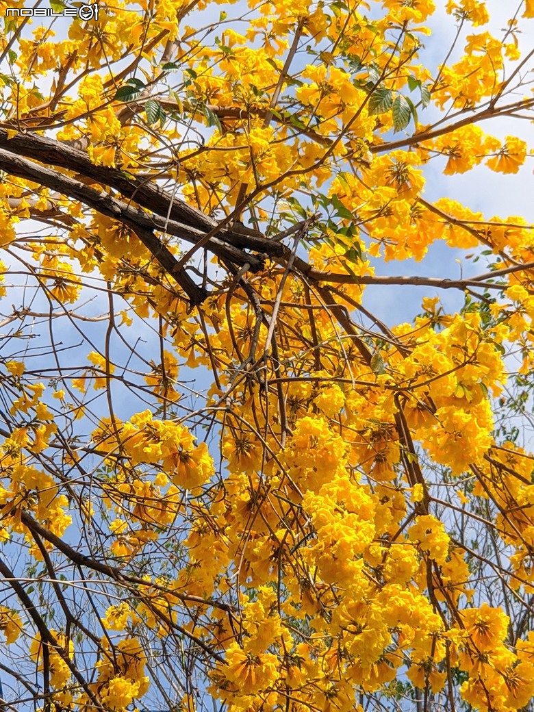 黃花風鈴木 台南市東區林森路二段 03/15