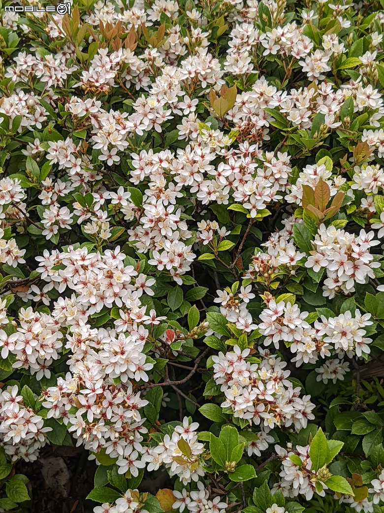 黃花風鈴木 台南市東區林森路二段 03/15