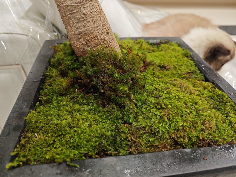 [分享] 盆栽綠化再綠化 - 苔蘚初體驗