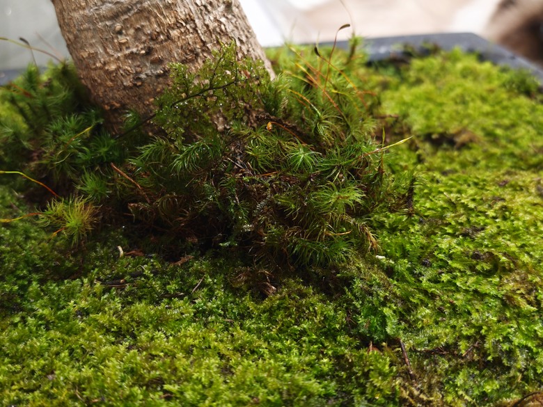 [分享] 盆栽綠化再綠化 - 苔蘚初體驗