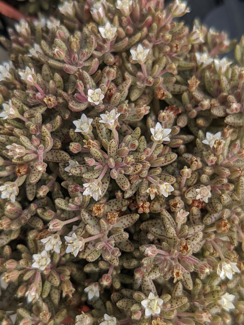 多肉植物開花 台南市歸仁區七甲花卉區 03/15