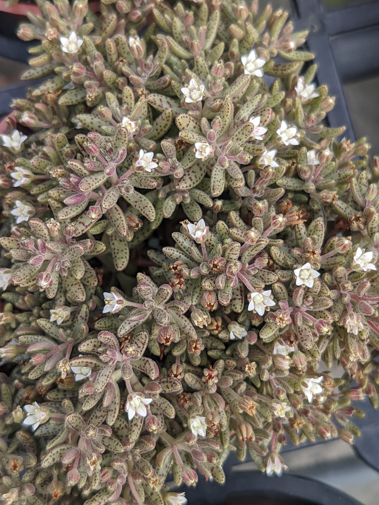 多肉植物開花 台南市歸仁區七甲花卉區 03/15