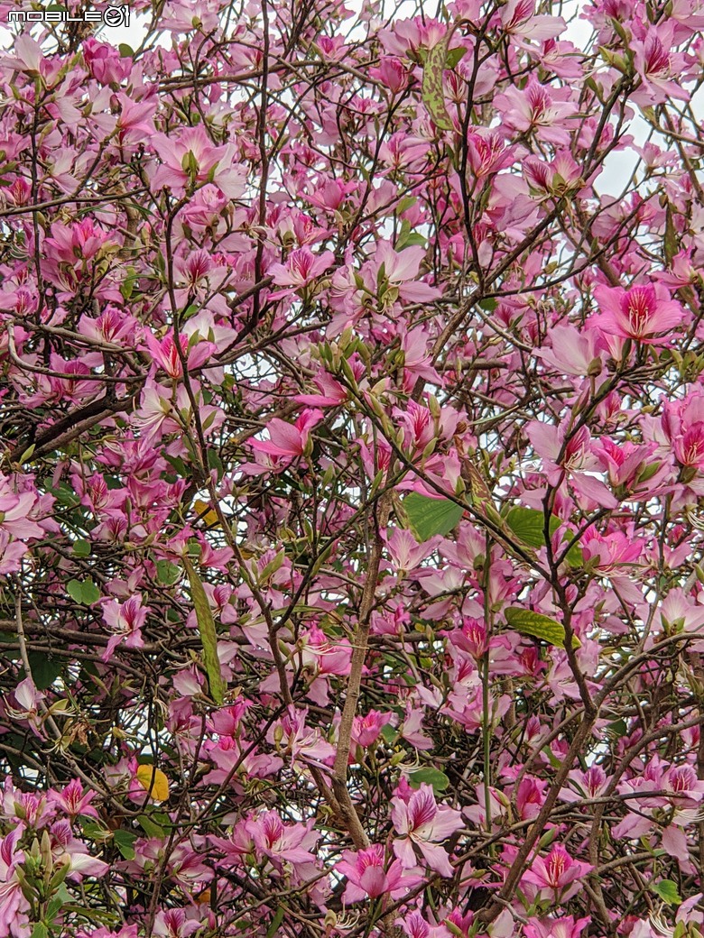 黃花風鈴木 台南市東區林森路二段 03/15