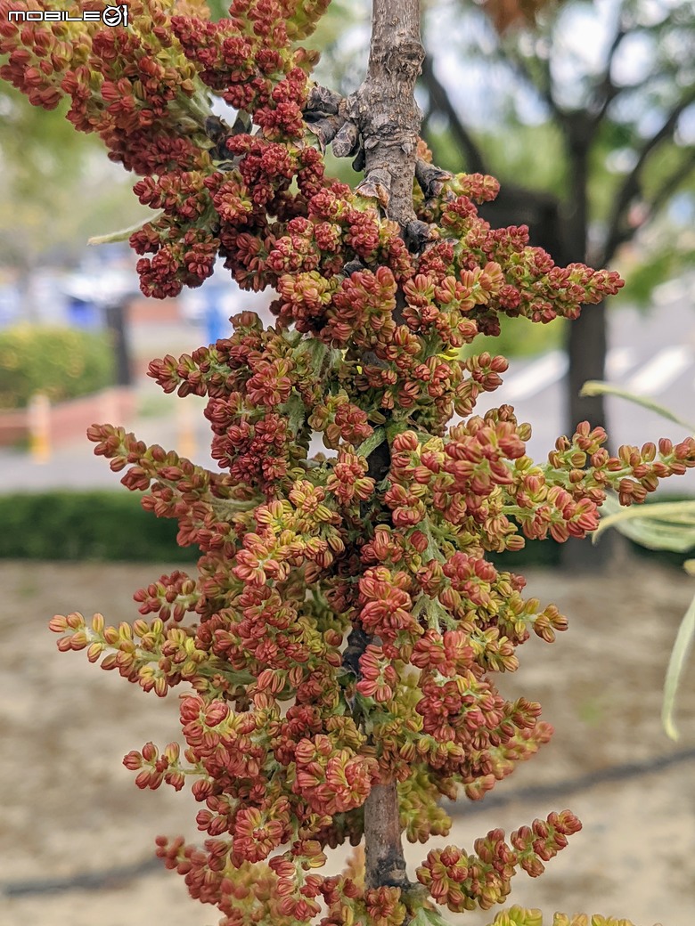 黃花風鈴木 台南市東區林森路二段 03/15