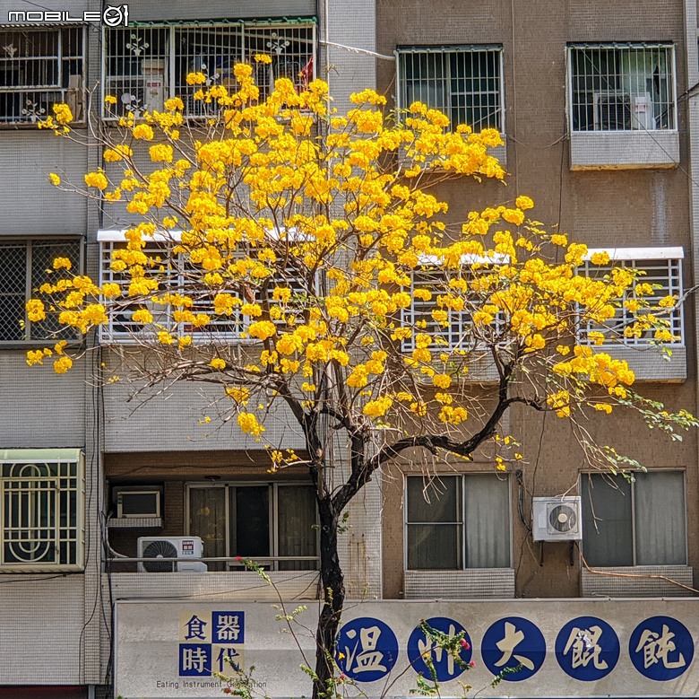 黃花風鈴木 台南市東區林森路二段 03/15
