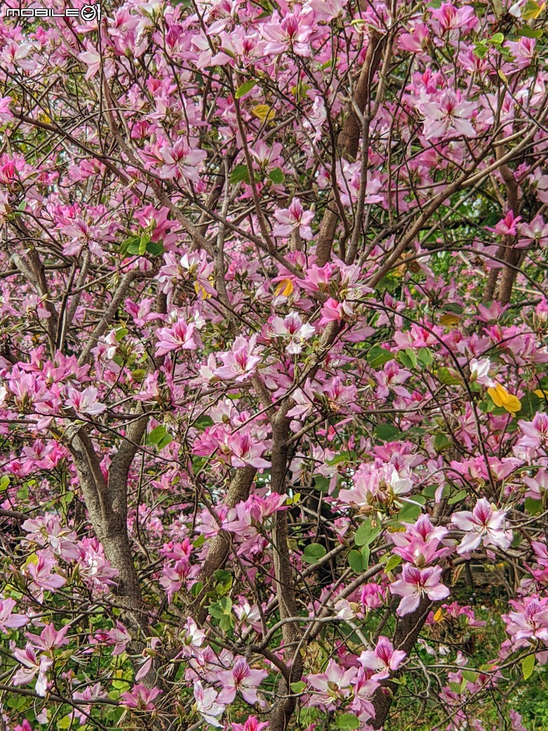 黃花風鈴木 台南市東區林森路二段 03/15