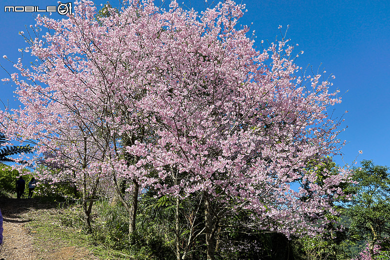 用RF24mm f/1.4L VCM拍下粉紅櫻花林，超夢幻！