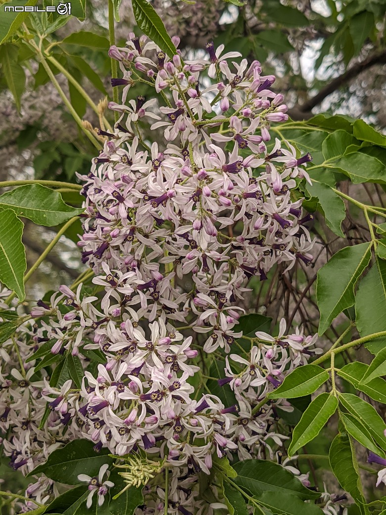 黃花風鈴木 台南市東區林森路二段 03/15