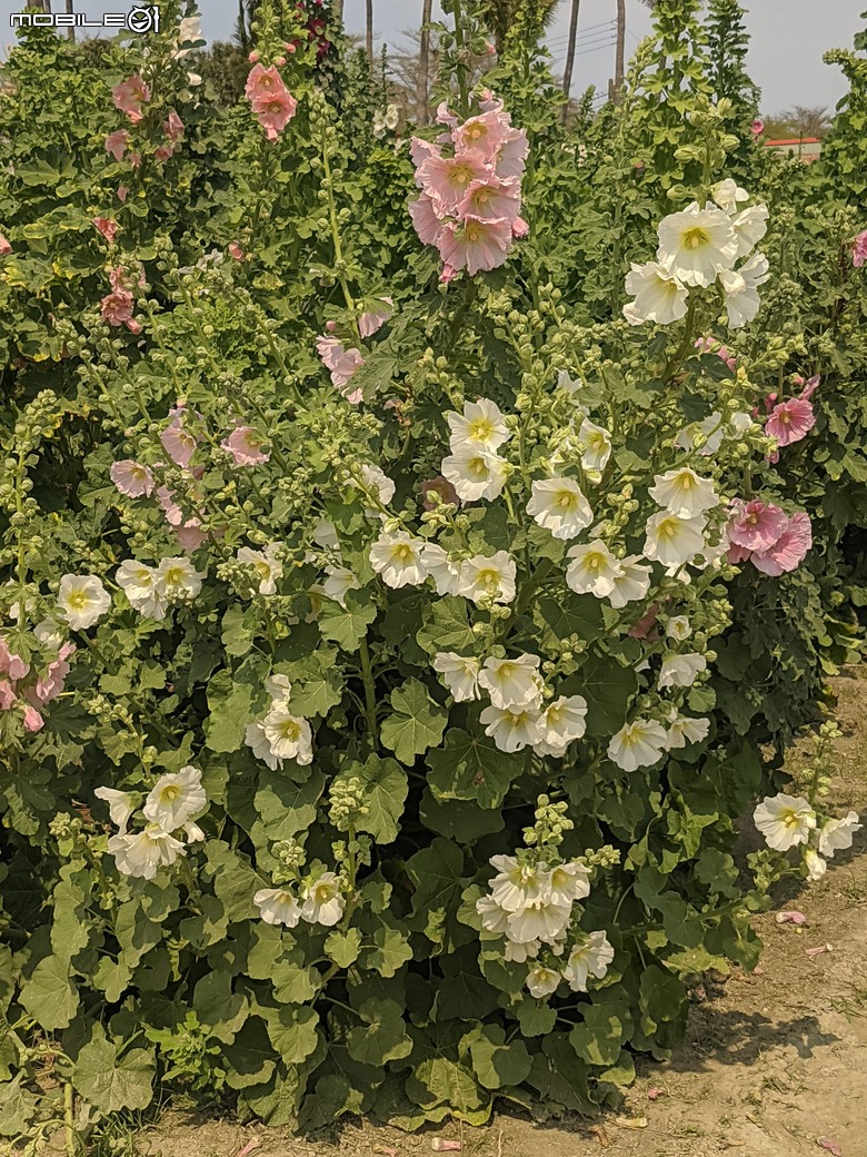 黃花風鈴木 台南市東區林森路二段 03/15