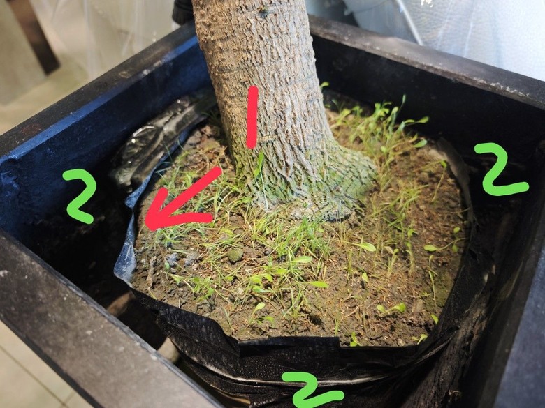 [分享] 盆栽綠化再綠化 - 苔蘚初體驗