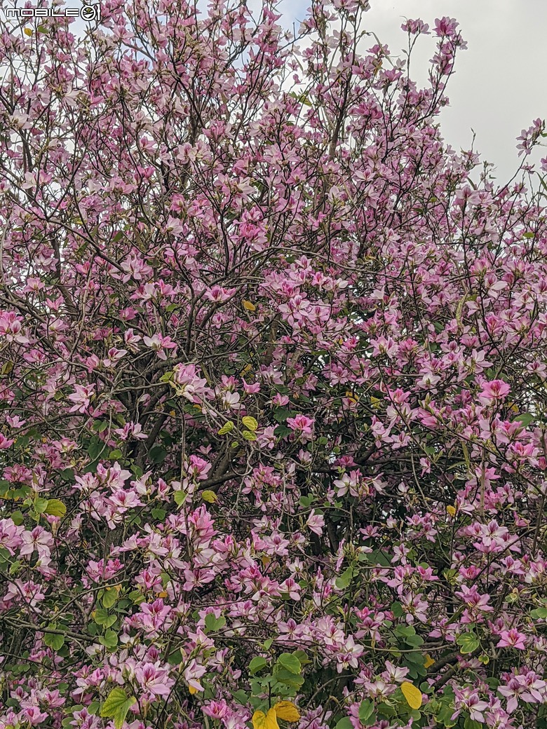 黃花風鈴木 台南市東區林森路二段 03/15