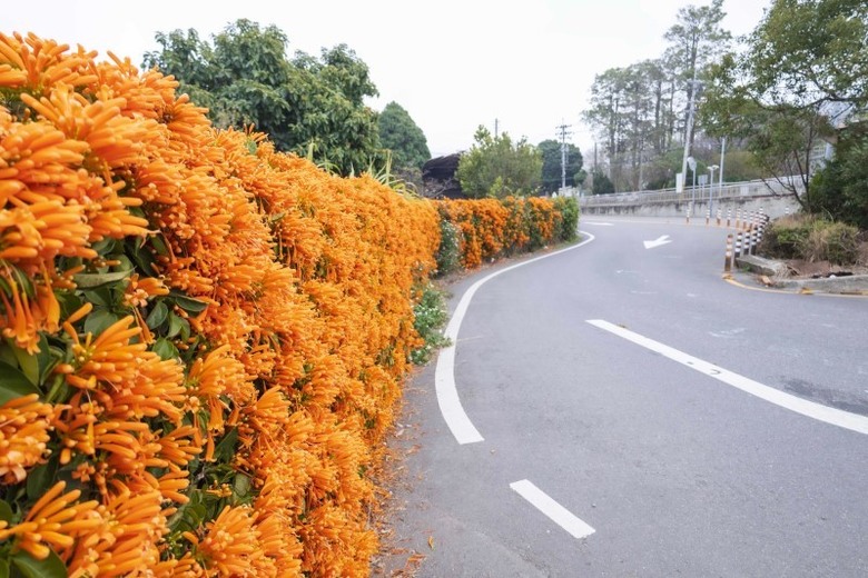 2025中部炮仗花懶人包!5處人氣壯觀花海 帶你看盡橘紅花瀑