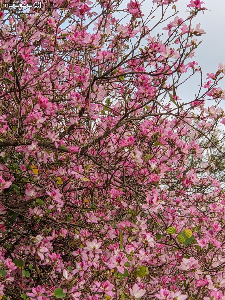 黃花風鈴木 台南市東區林森路二段 03/15