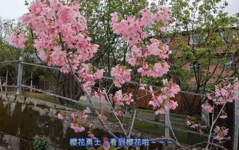 2025 櫻花勇士 - 挑戰極限 馳騁櫻花海