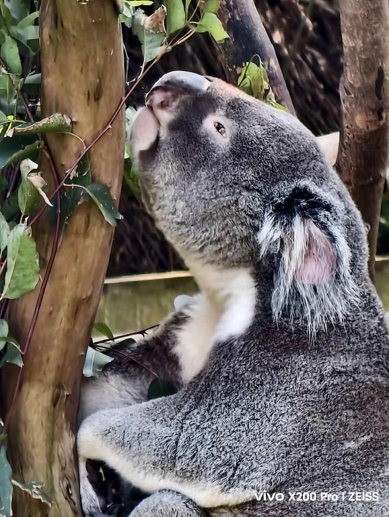 X200 Pro 動物園攝影心得feat. S25 Ultra