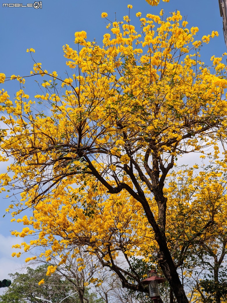 黃花風鈴木 台南市東區林森路二段 03/15