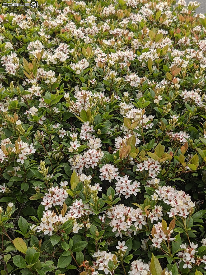 黃花風鈴木 台南市東區林森路二段 03/15