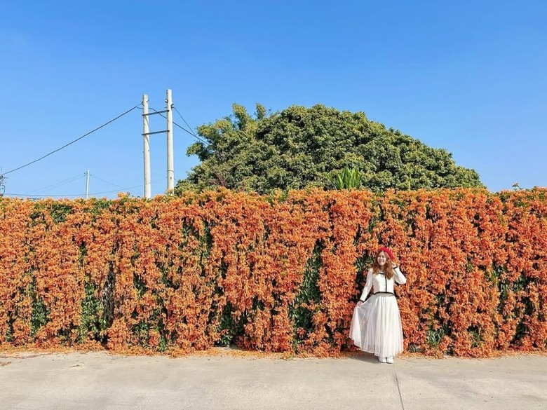 2025中部炮仗花懶人包!5處人氣壯觀花海 帶你看盡橘紅花瀑
