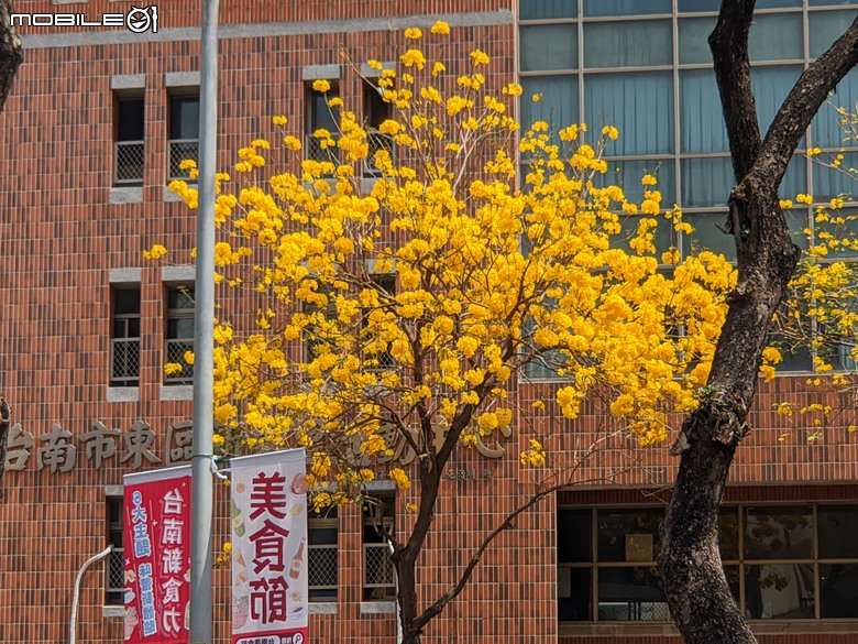 黃花風鈴木 台南市東區林森路二段 03/15