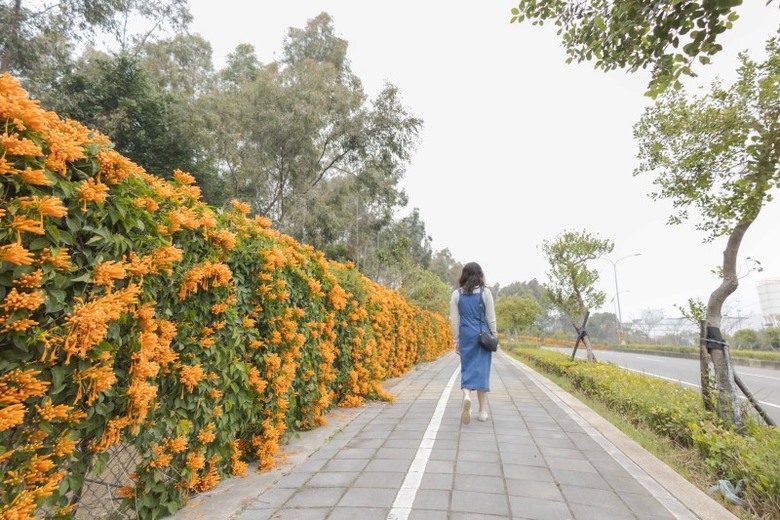 2025中部炮仗花懶人包!5處人氣壯觀花海 帶你看盡橘紅花瀑