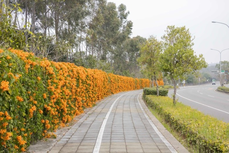 2025中部炮仗花懶人包!5處人氣壯觀花海 帶你看盡橘紅花瀑
