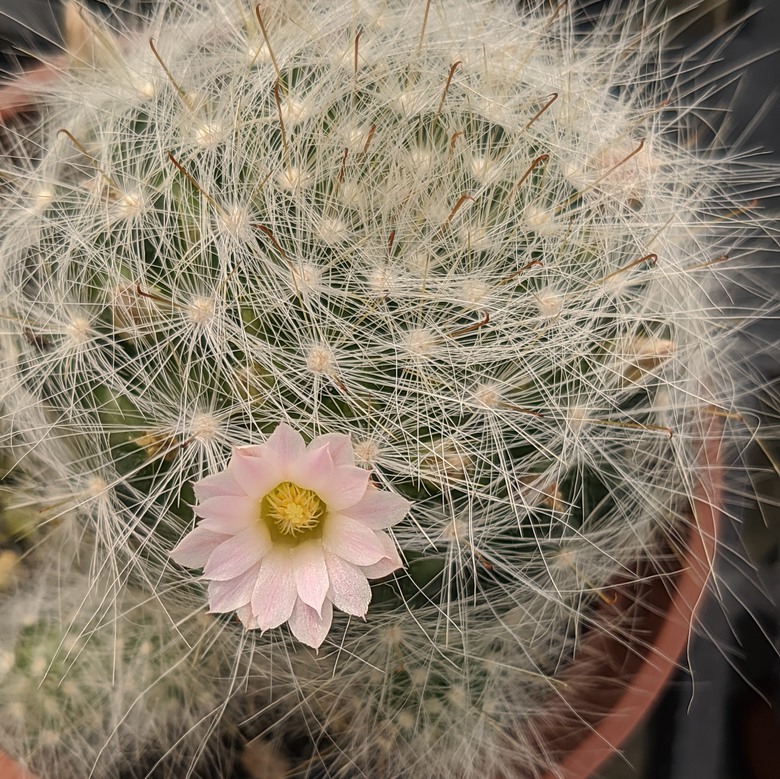多肉植物開花 台南市歸仁區七甲花卉區 03/15