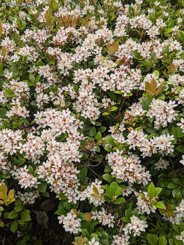 黃花風鈴木 台南市東區林森路二段 03/15