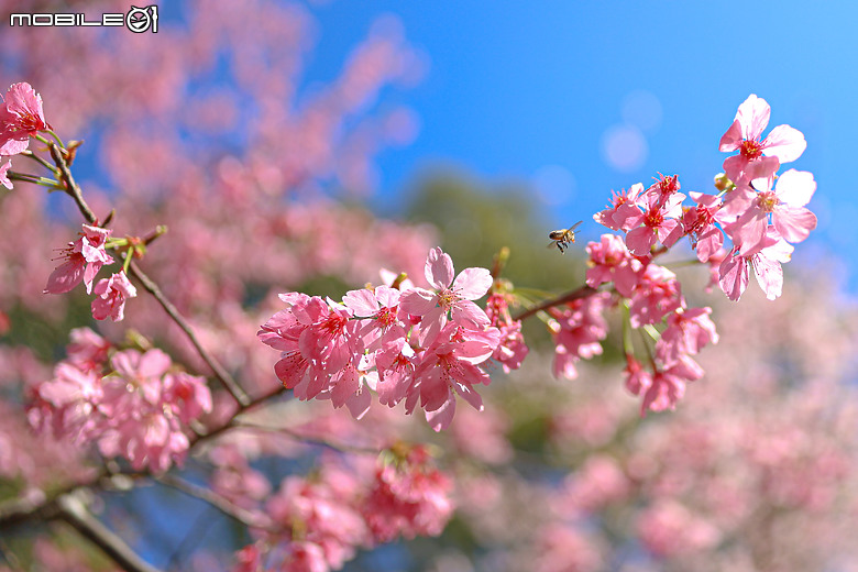 用RF24mm f/1.4L VCM拍下粉紅櫻花林，超夢幻！