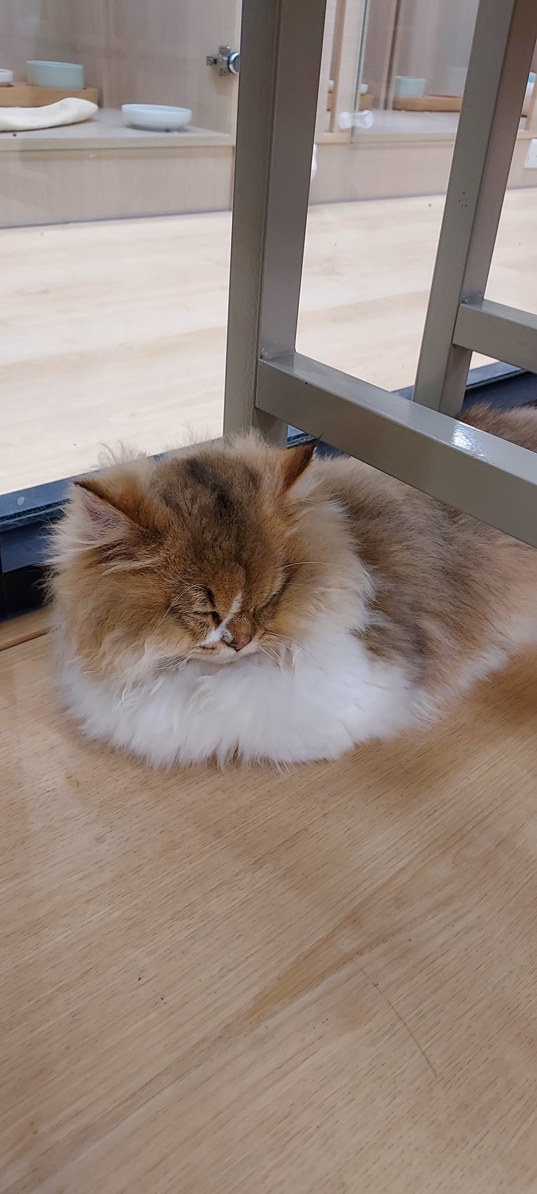 美術館LAP寵物咖啡