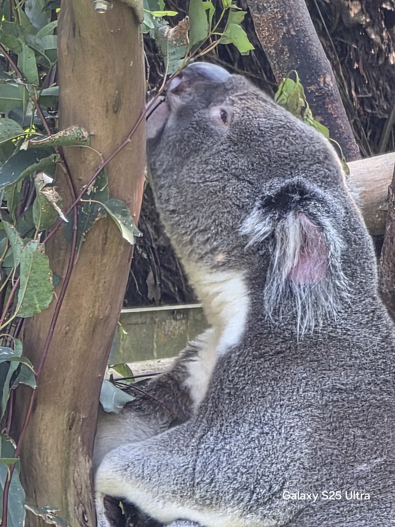 X200 Pro 動物園攝影心得feat. S25 Ultra