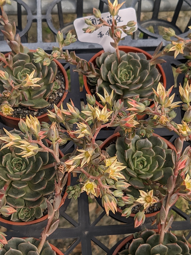 多肉植物開花 台南市歸仁區七甲花卉區 03/15
