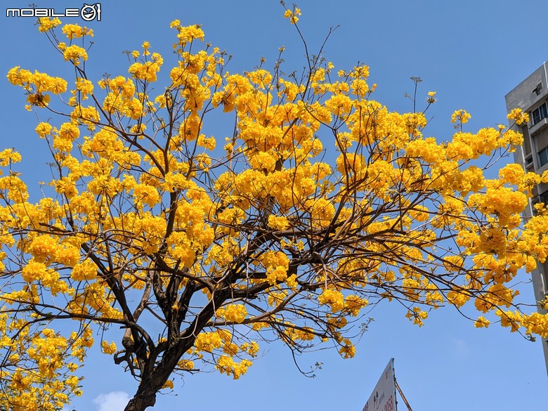 黃花風鈴木 台南市東區林森路二段 03/15