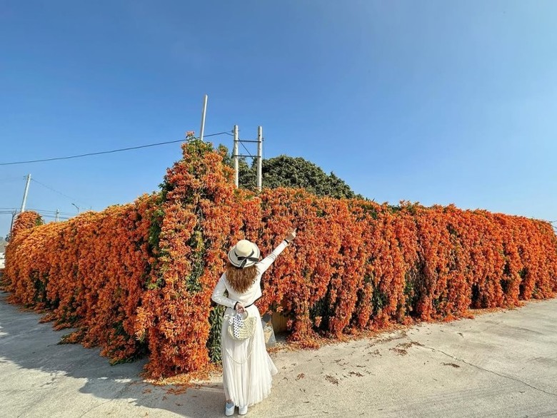 2025中部炮仗花懶人包!5處人氣壯觀花海 帶你看盡橘紅花瀑
