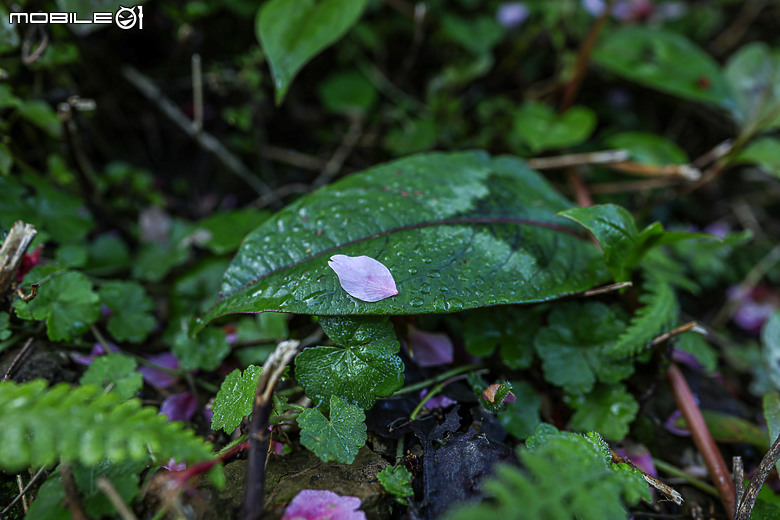 用RF24mm f/1.4L VCM拍下粉紅櫻花林，超夢幻！