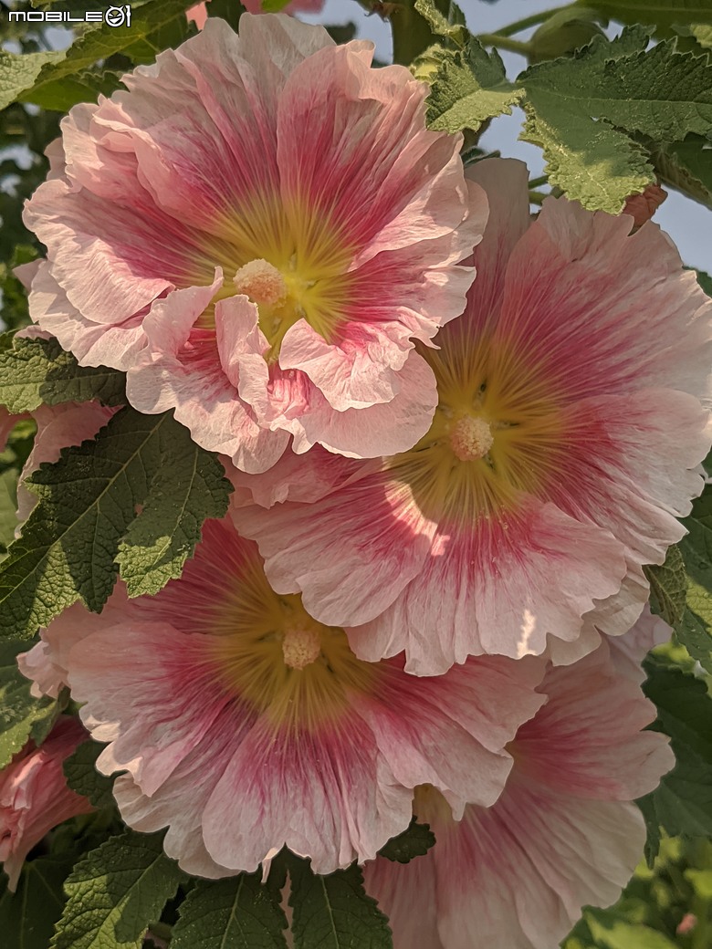黃花風鈴木 台南市東區林森路二段 03/15