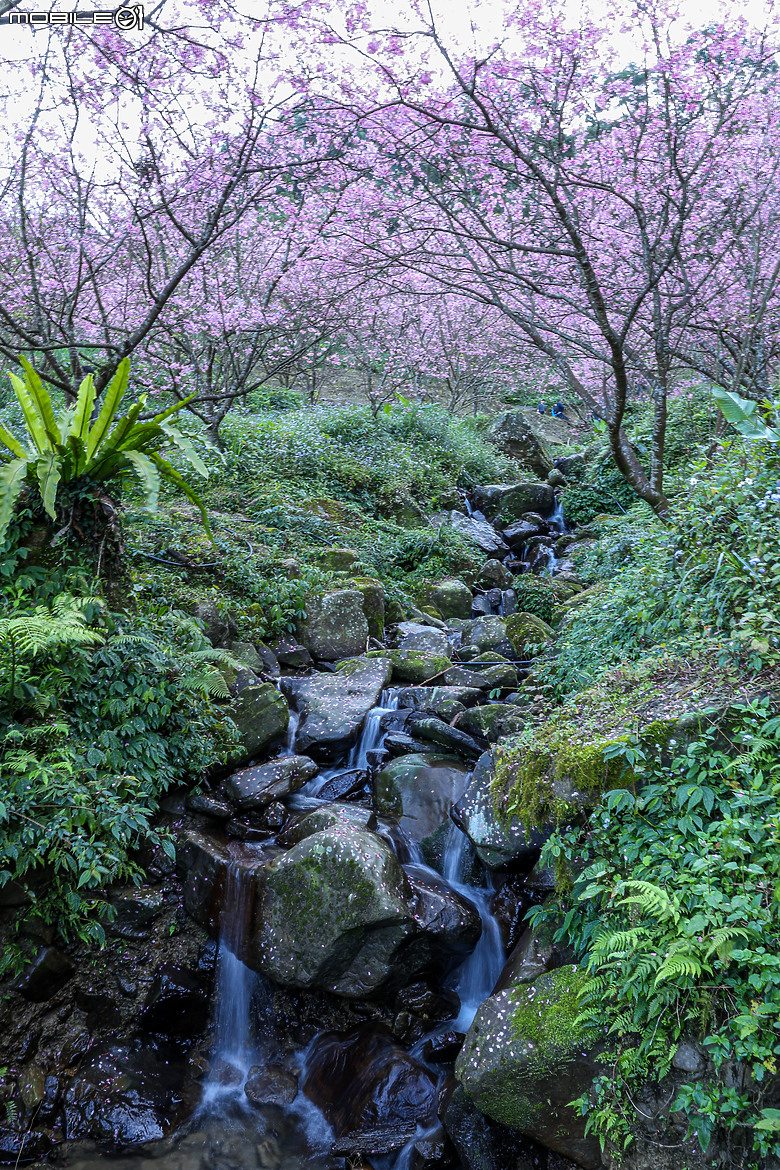 用RF24mm f/1.4L VCM拍下粉紅櫻花林，超夢幻！