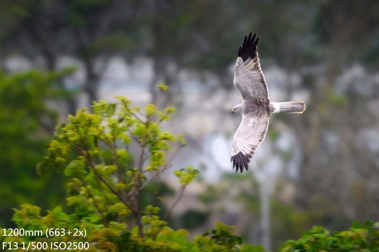 長焦Part3- 尼康Z600 f/6.3 VS Z400 f/4.5 Z180-600+ZTC畫質比較