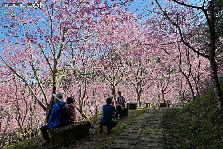 用RF24mm f/1.4L VCM拍下粉紅櫻花林，超夢幻！