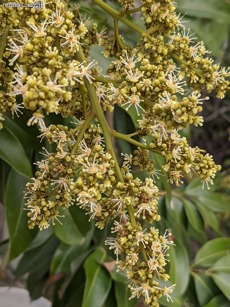 黃花風鈴木 台南市東區林森路二段 03/15