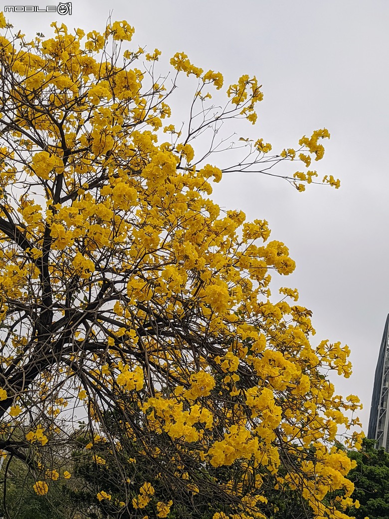 黃花風鈴木 台南市東區林森路二段 03/15