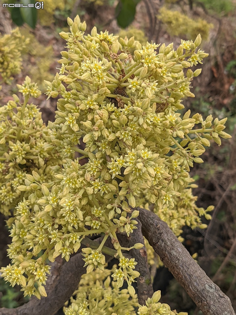 黃花風鈴木 台南市東區林森路二段 03/15