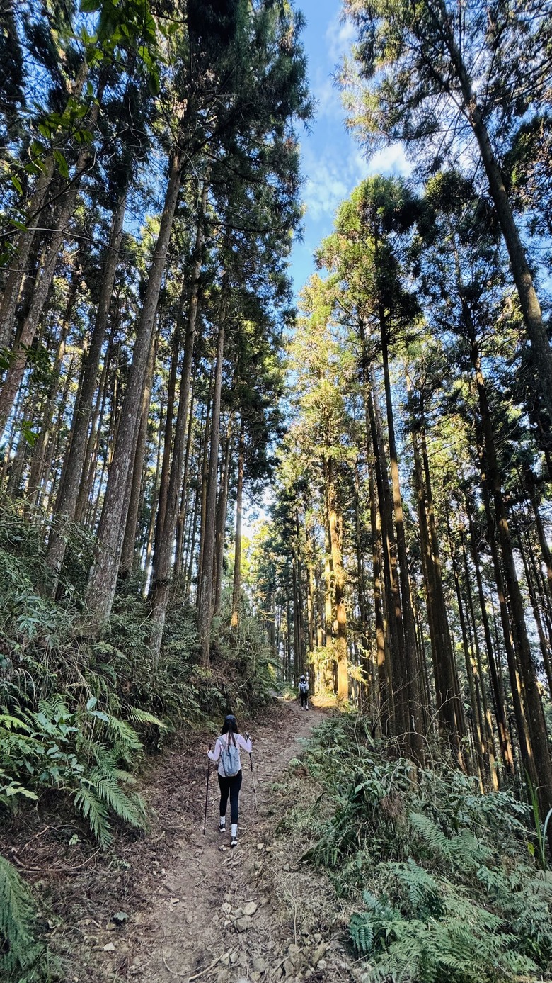 爬個新竹鵝公髻山巧遇山上人家櫻花滿開