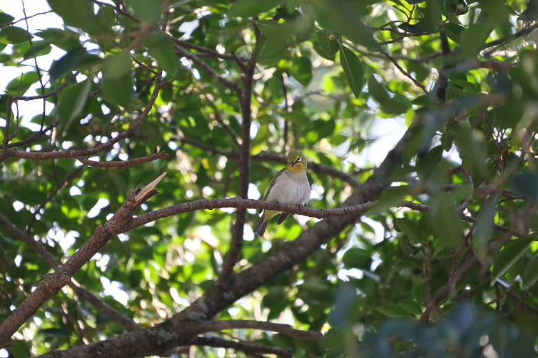 點我看大圖 Sigma 16-300mm f/3.5-6.7 DC OS Contemporary 評測報告|當今 APS-C 旅遊鏡首選!