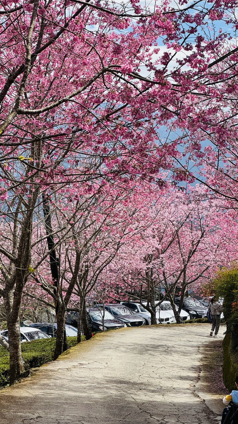 爬個新竹鵝公髻山巧遇山上人家櫻花滿開