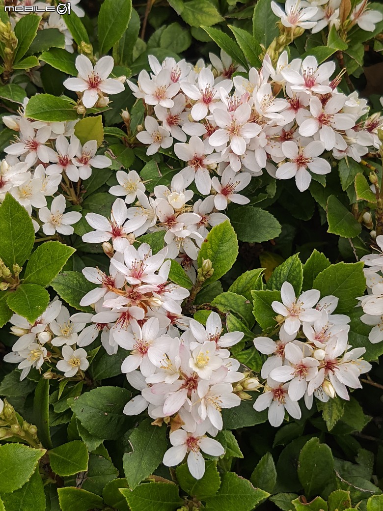 黃花風鈴木 台南市東區林森路二段 03/15